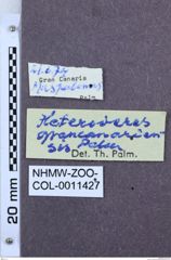 Etikett zu Heteroderes grancanariensis (Palm, 1976)